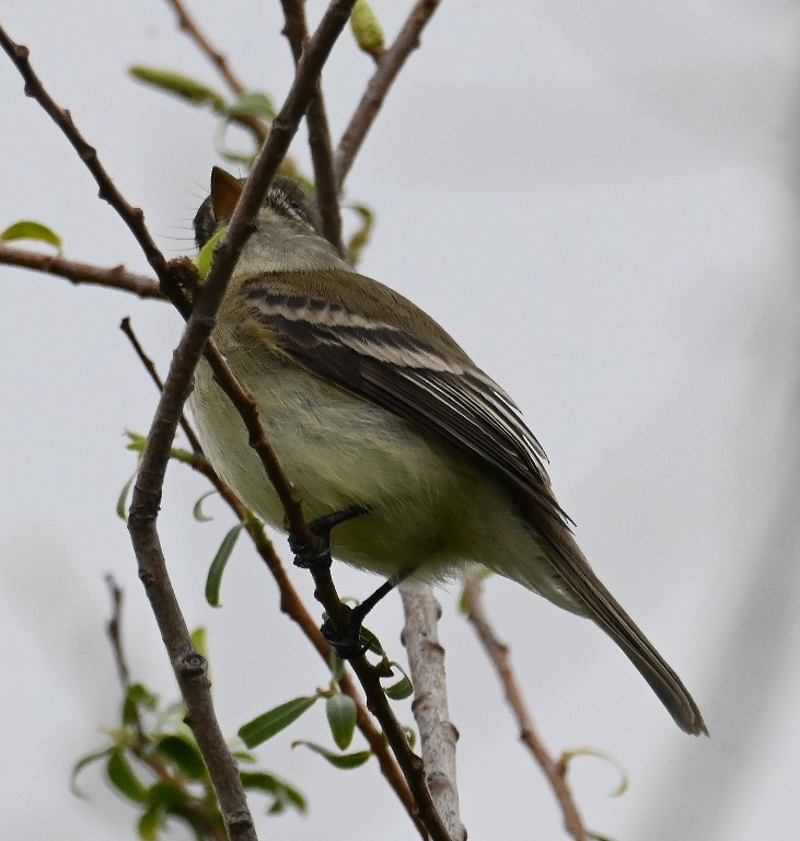 Least Flycatcher - Steve Davis