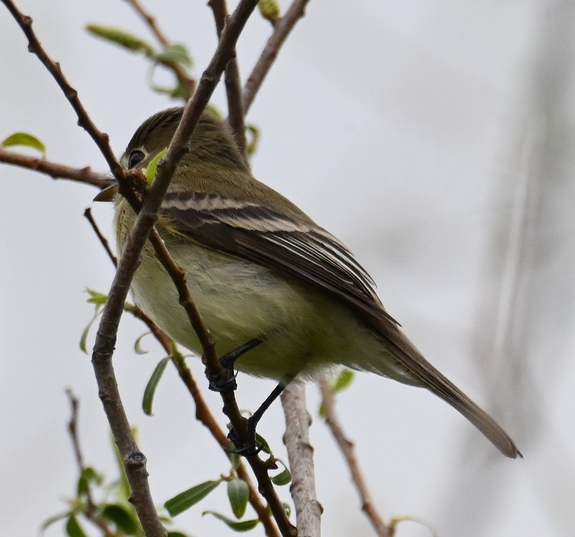 Least Flycatcher - Steve Davis