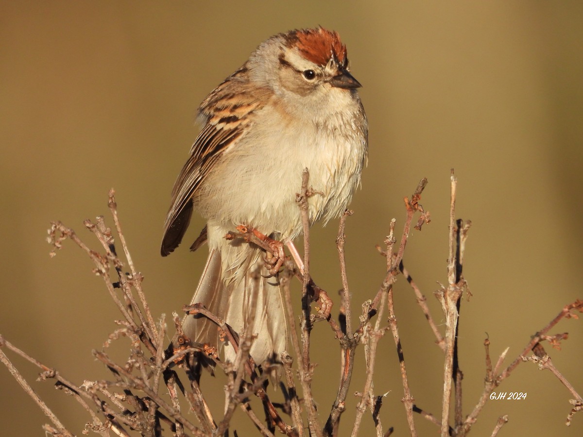 Chipping Sparrow - George Halmazna