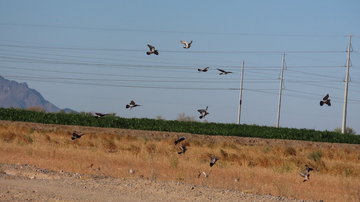 Rock Pigeon (Feral Pigeon) - ML619579964