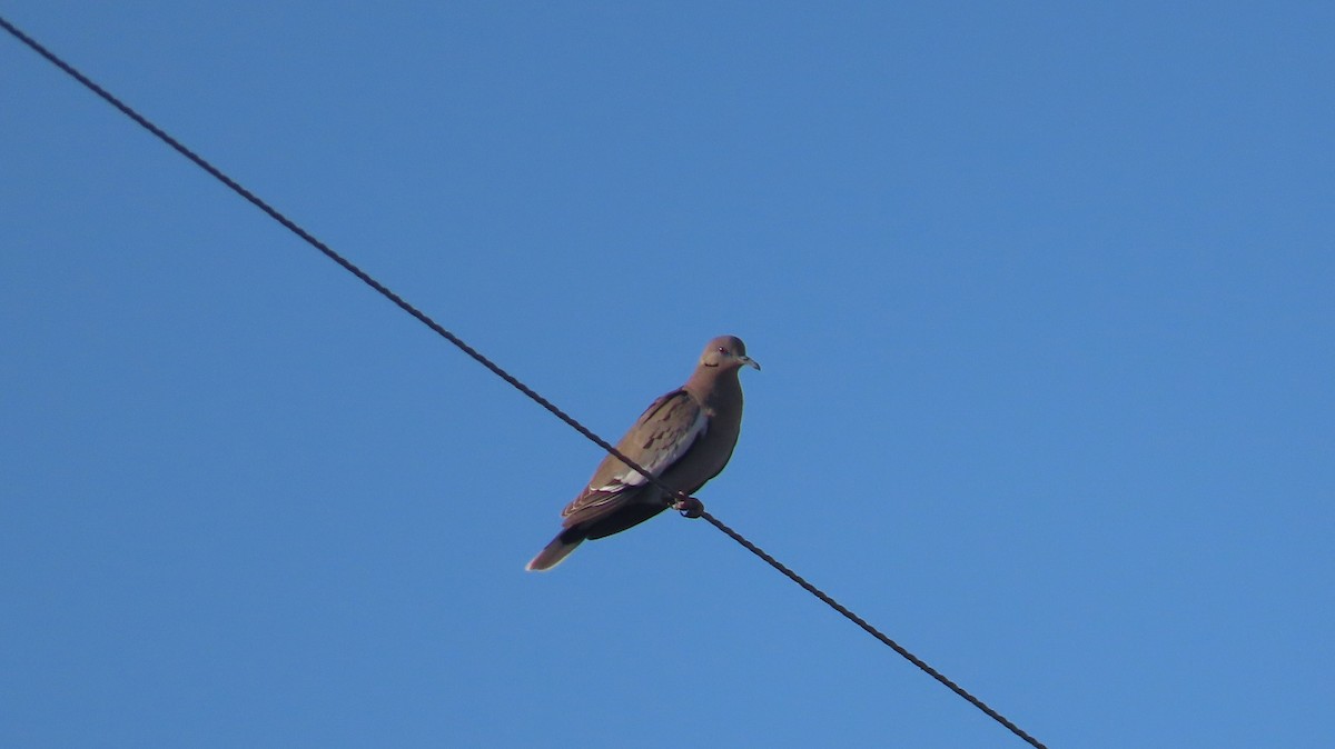 White-winged Dove - ML619579971