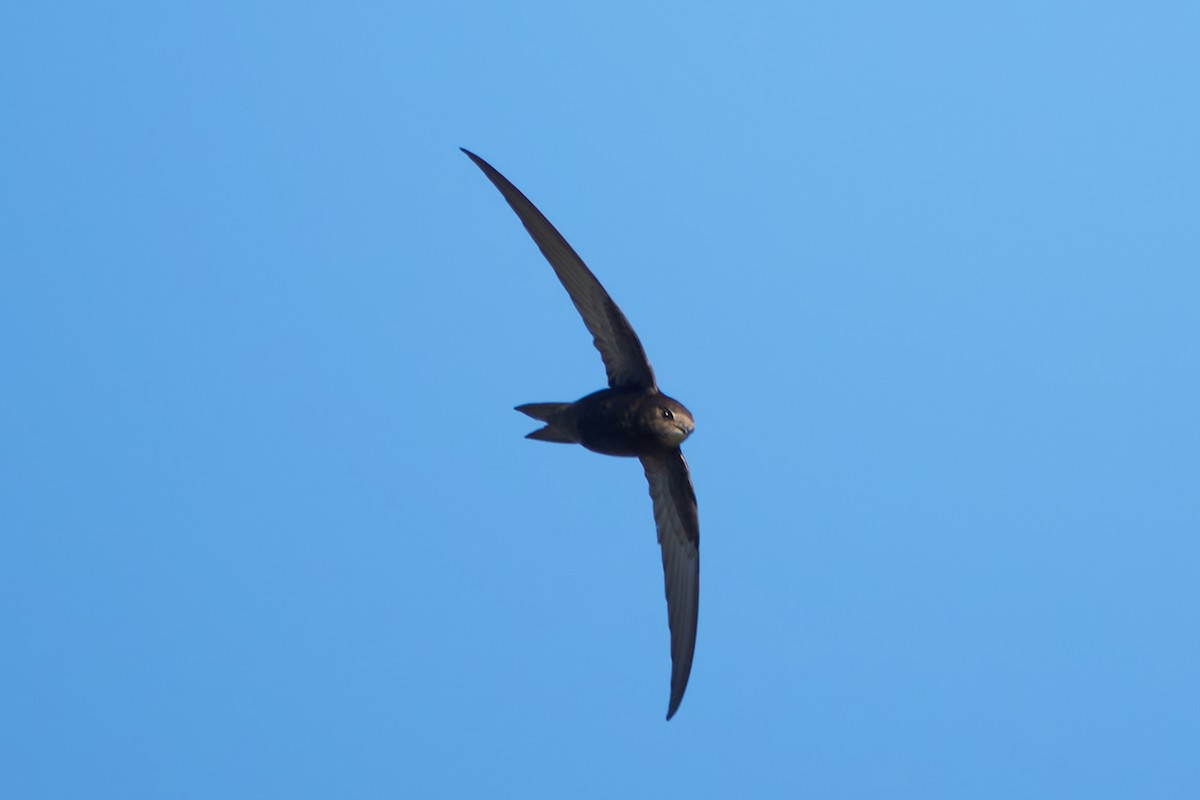 Common Swift - Luis Manso