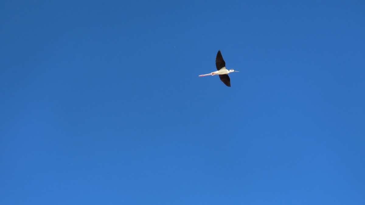 Black-necked Stilt - ML619579980