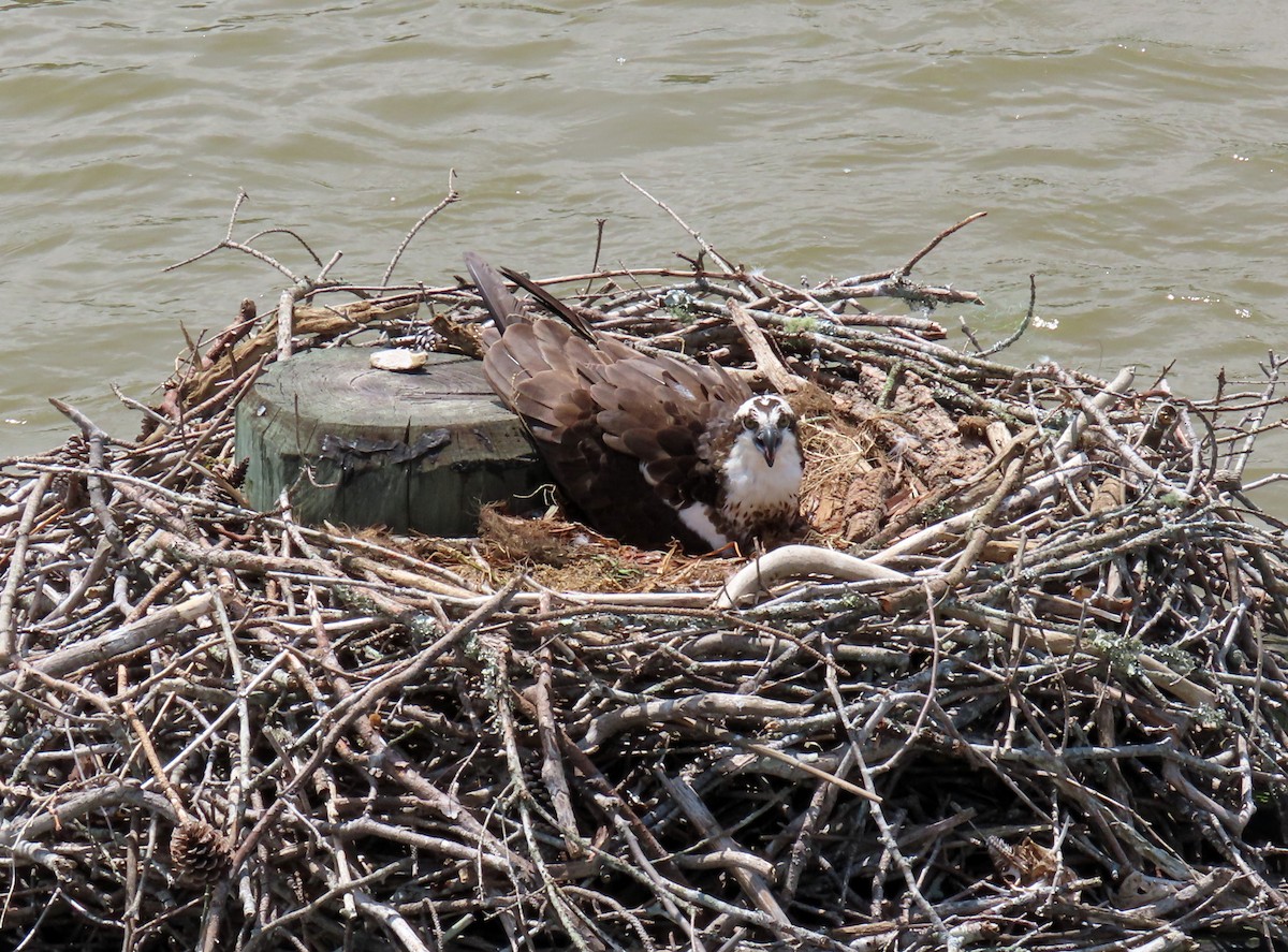 Osprey - JoAnn Potter Riggle 🦤