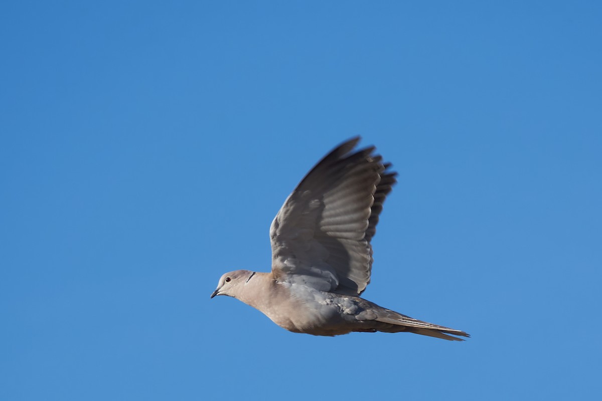 Eurasian Collared-Dove - Luis Manso