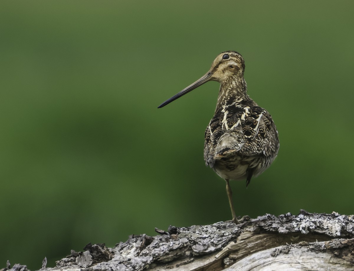 Wilson's Snipe - ML619579996