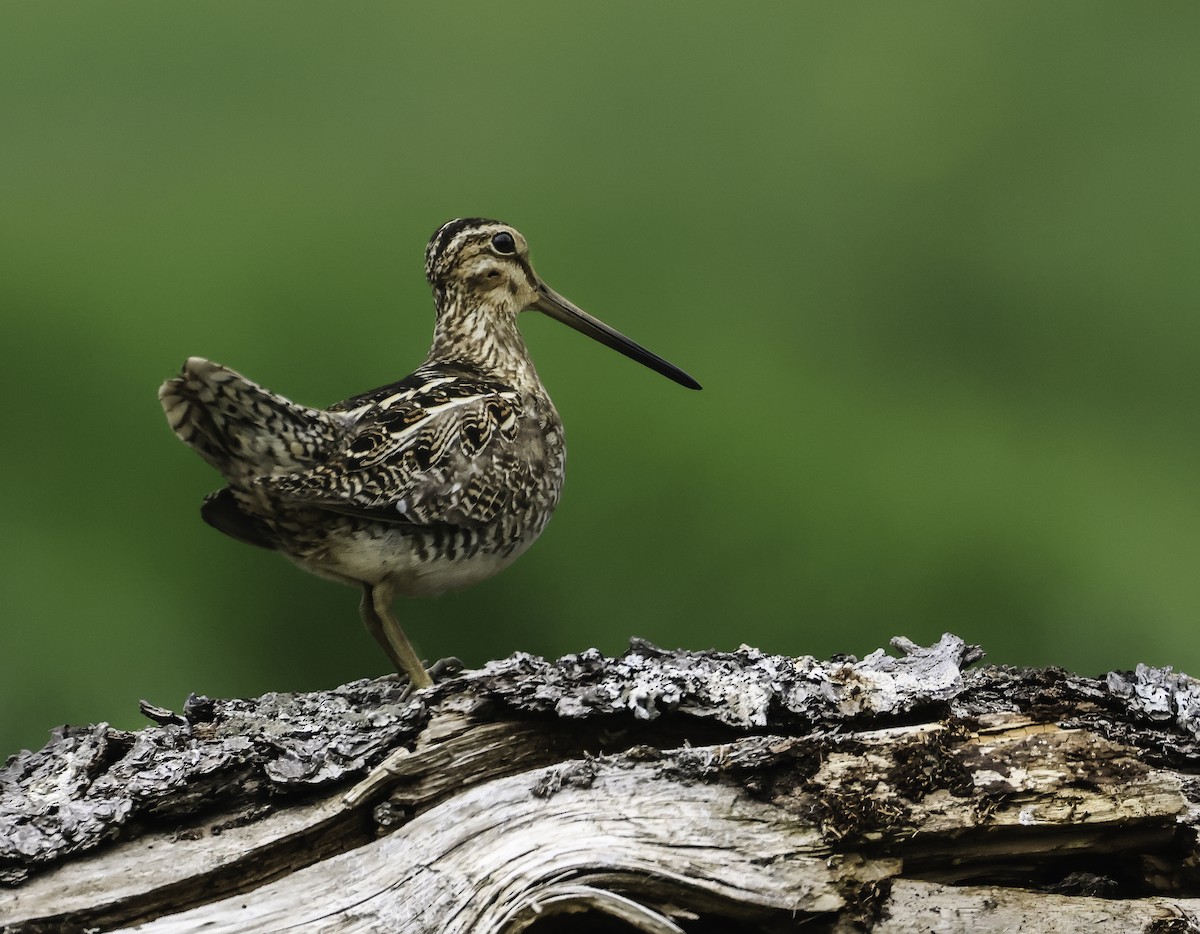 Wilson's Snipe - Steve Vines