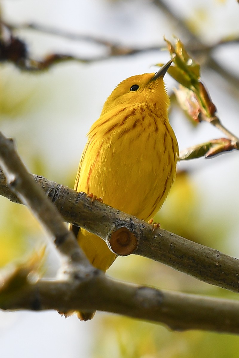 Yellow Warbler - David Hanna