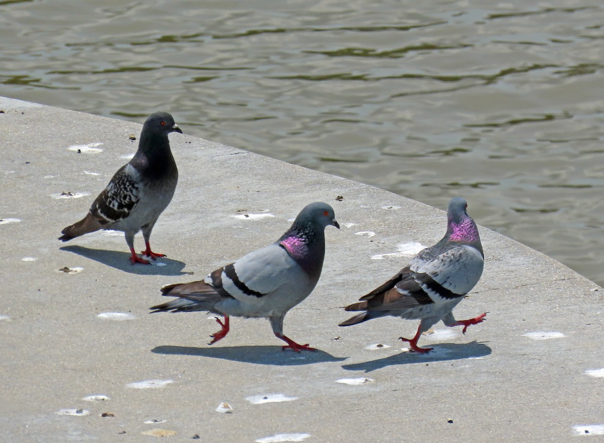 Rock Pigeon (Feral Pigeon) - ML619580002