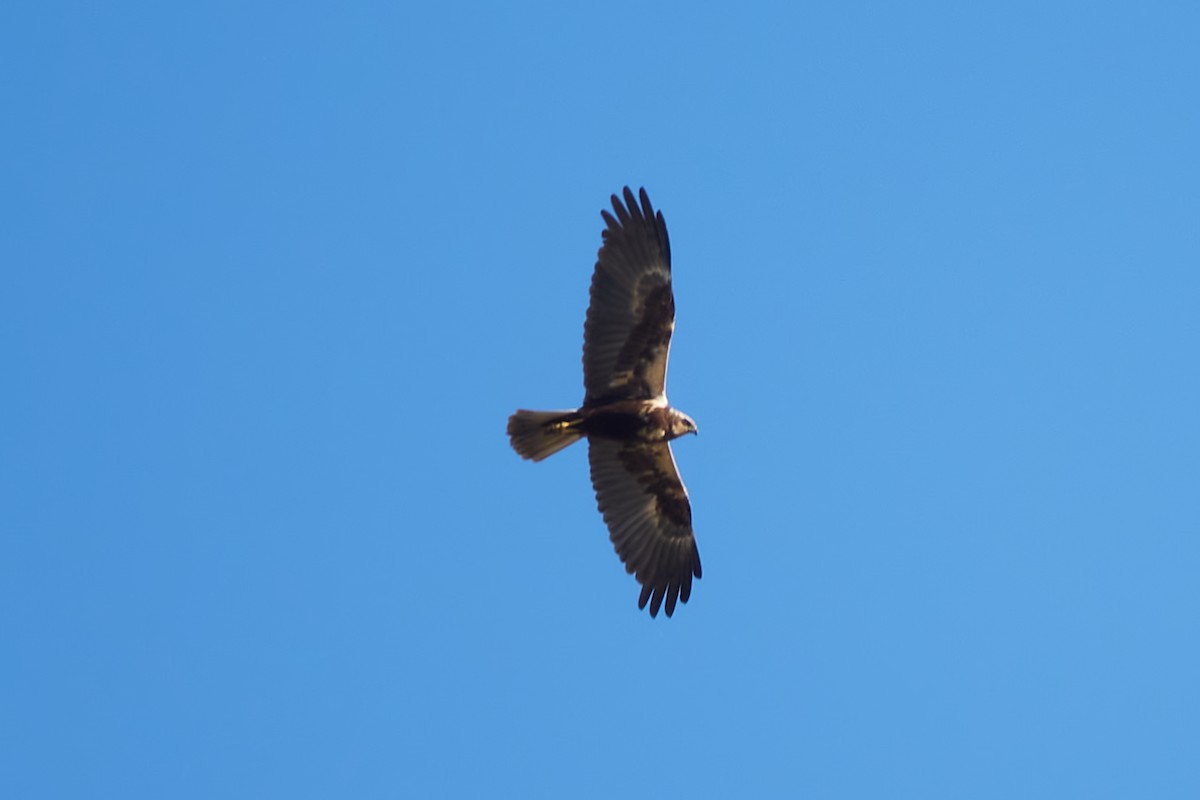 Western Marsh Harrier - Luis Manso