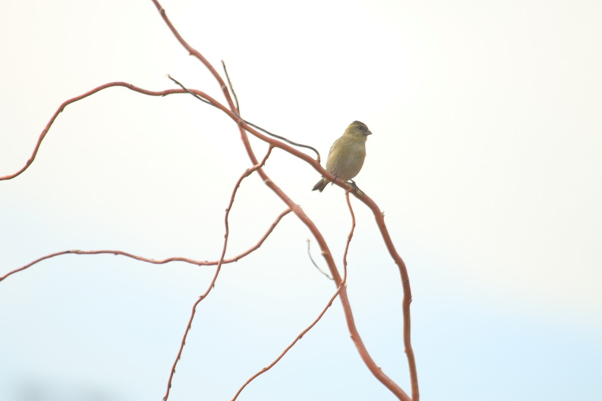 Black-chinned Siskin - ML619580006