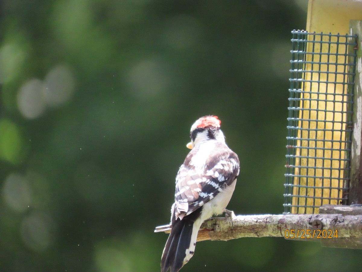 Downy Woodpecker - Susan Leake