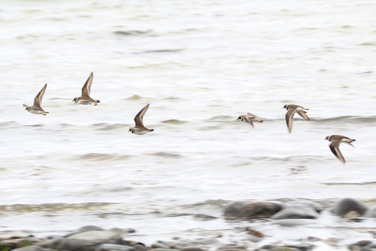 Semipalmated Plover - Jamie Klooster