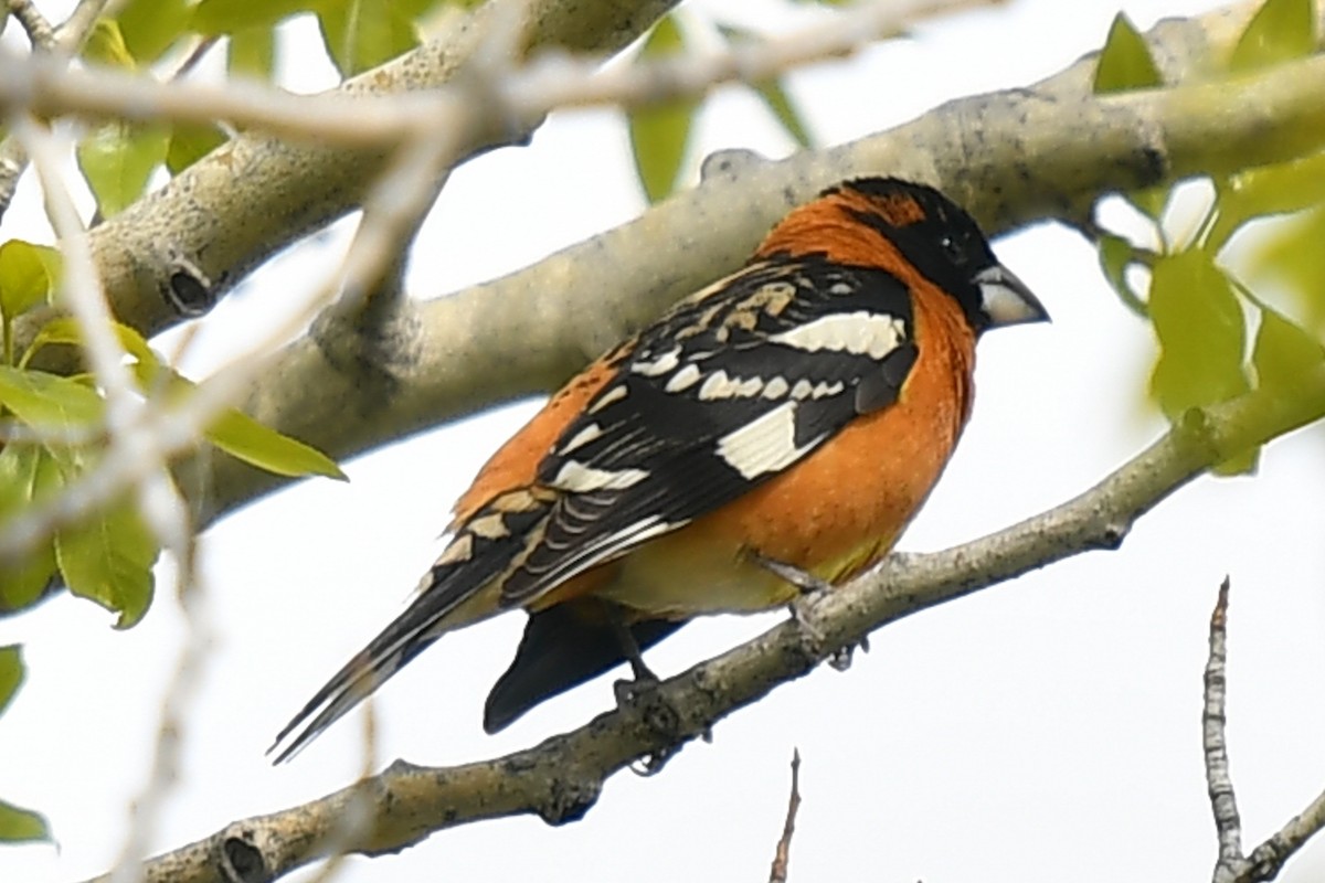 Black-headed Grosbeak - David Hanna