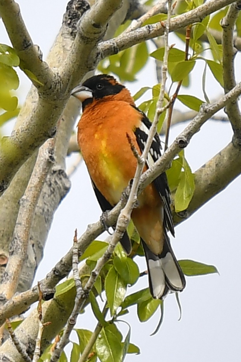 Black-headed Grosbeak - David Hanna