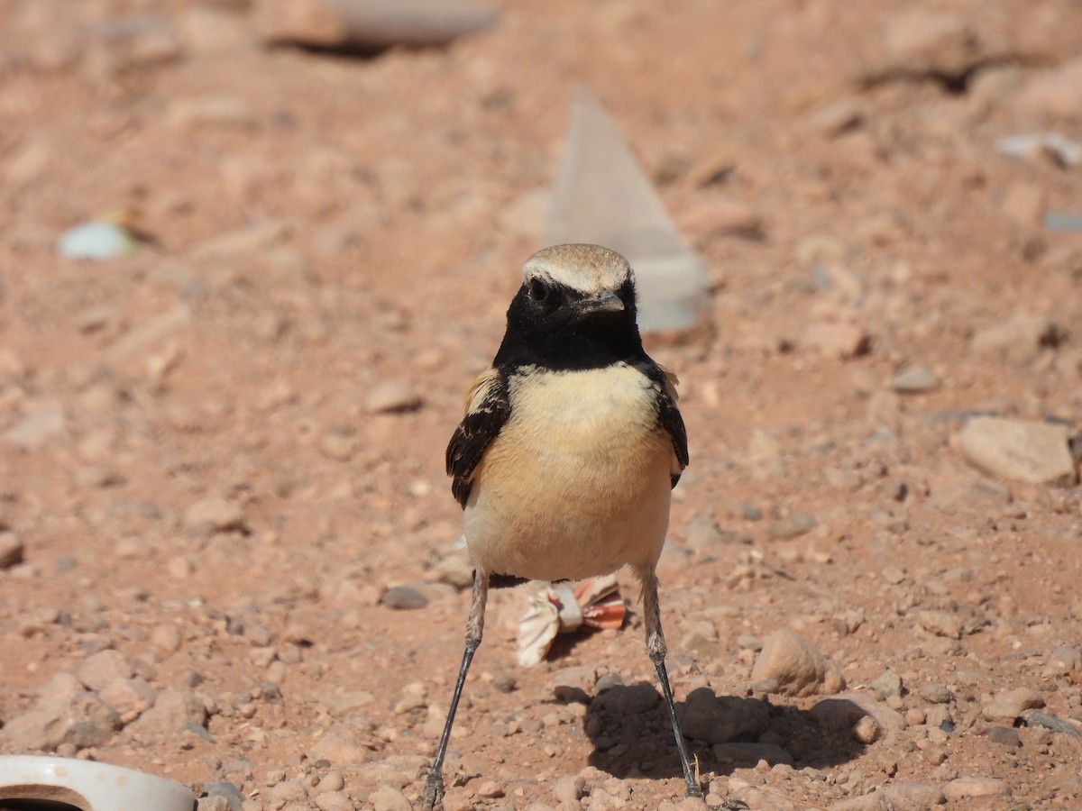 Desert Wheatear - Luís Reino