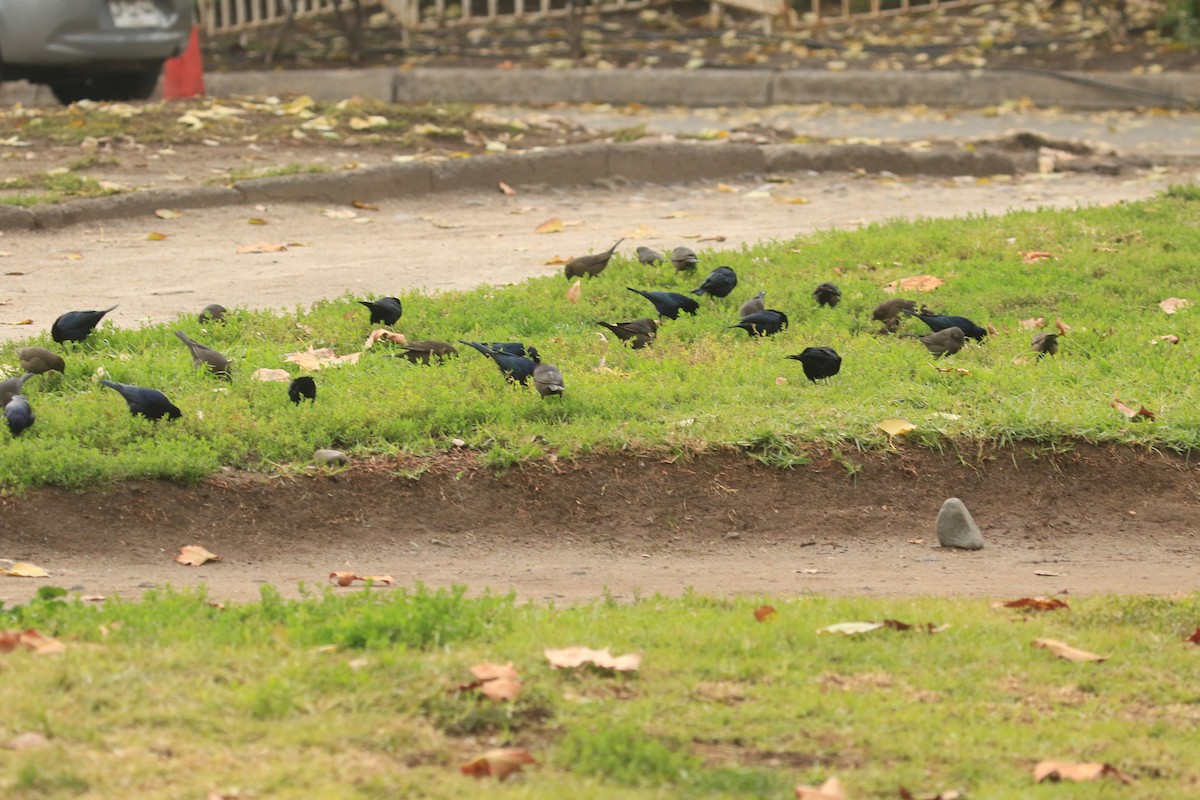 Shiny Cowbird - Darwin Moreno