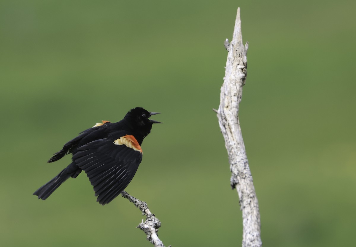 Red-winged Blackbird - Steve Vines