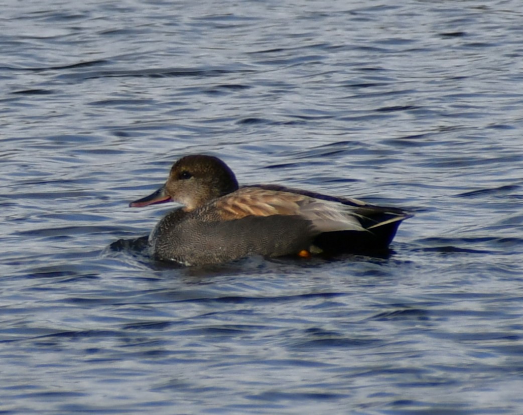 Gadwall - ML619580027