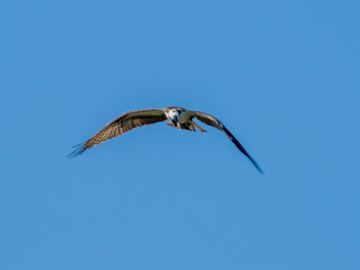 Osprey - Rick Davis