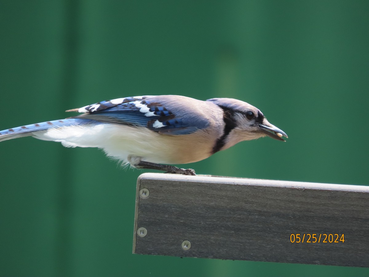 Blue Jay - Susan Leake