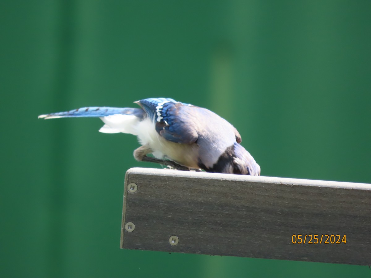 Blue Jay - Susan Leake