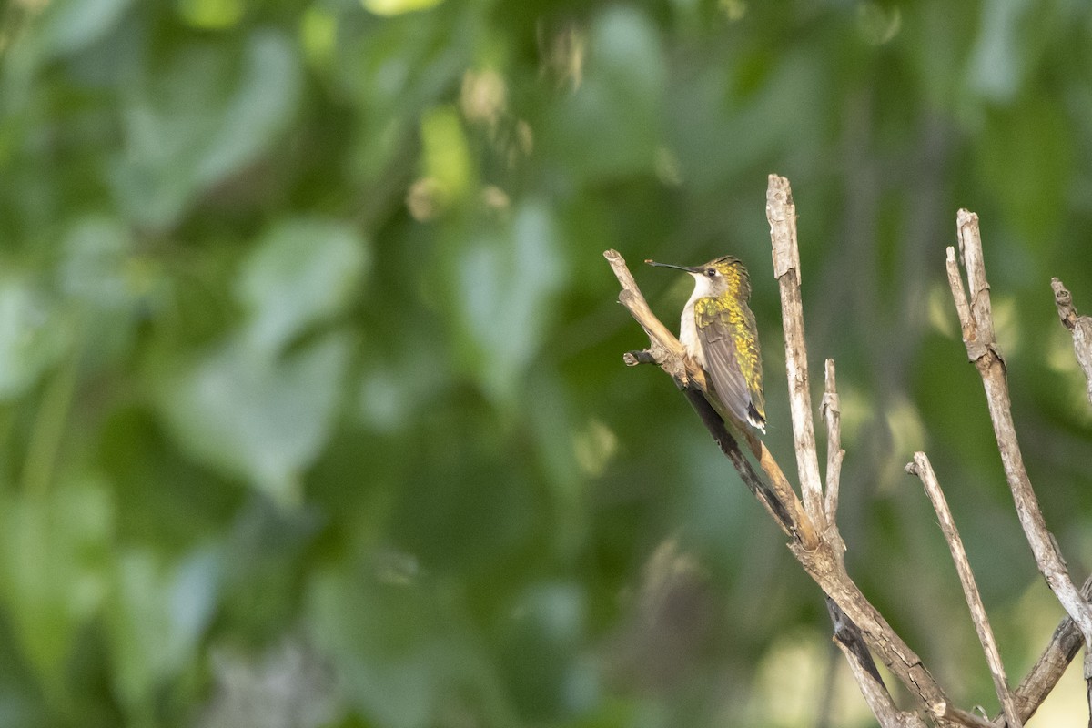 Ruby-throated Hummingbird - Kyle Nelson