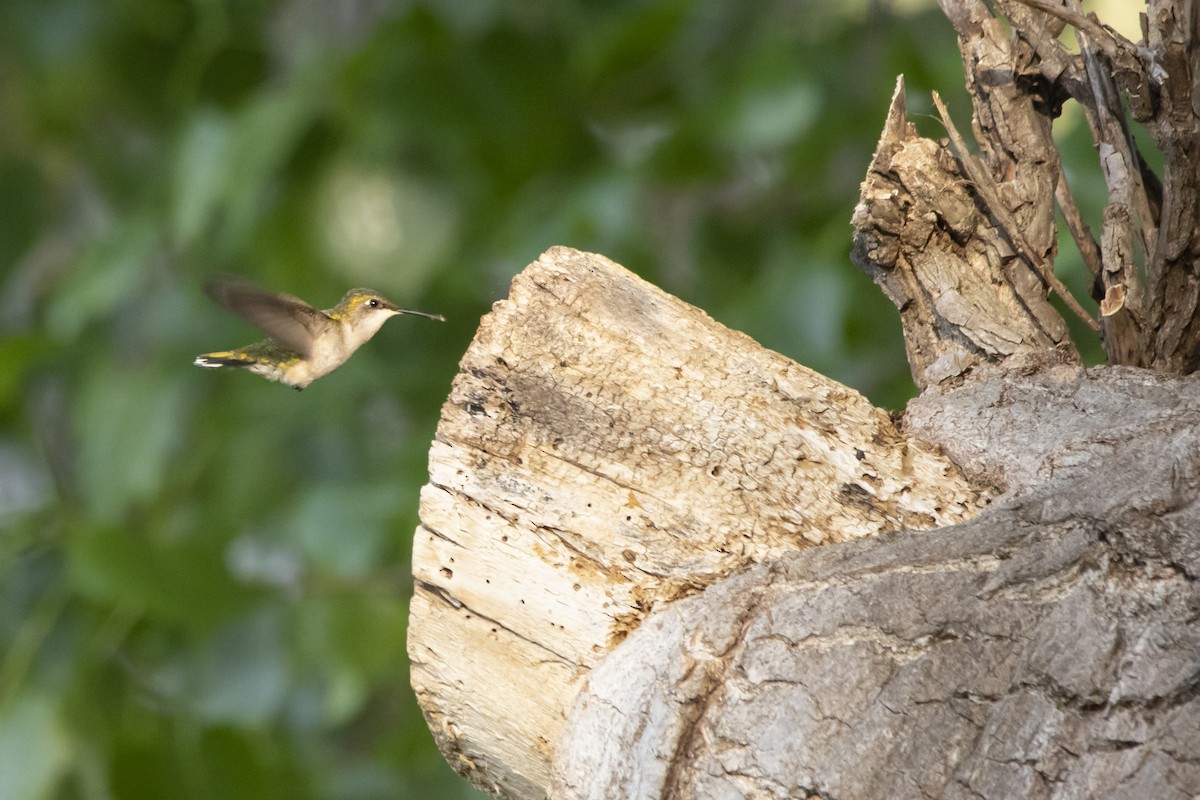 Ruby-throated Hummingbird - Kyle Nelson