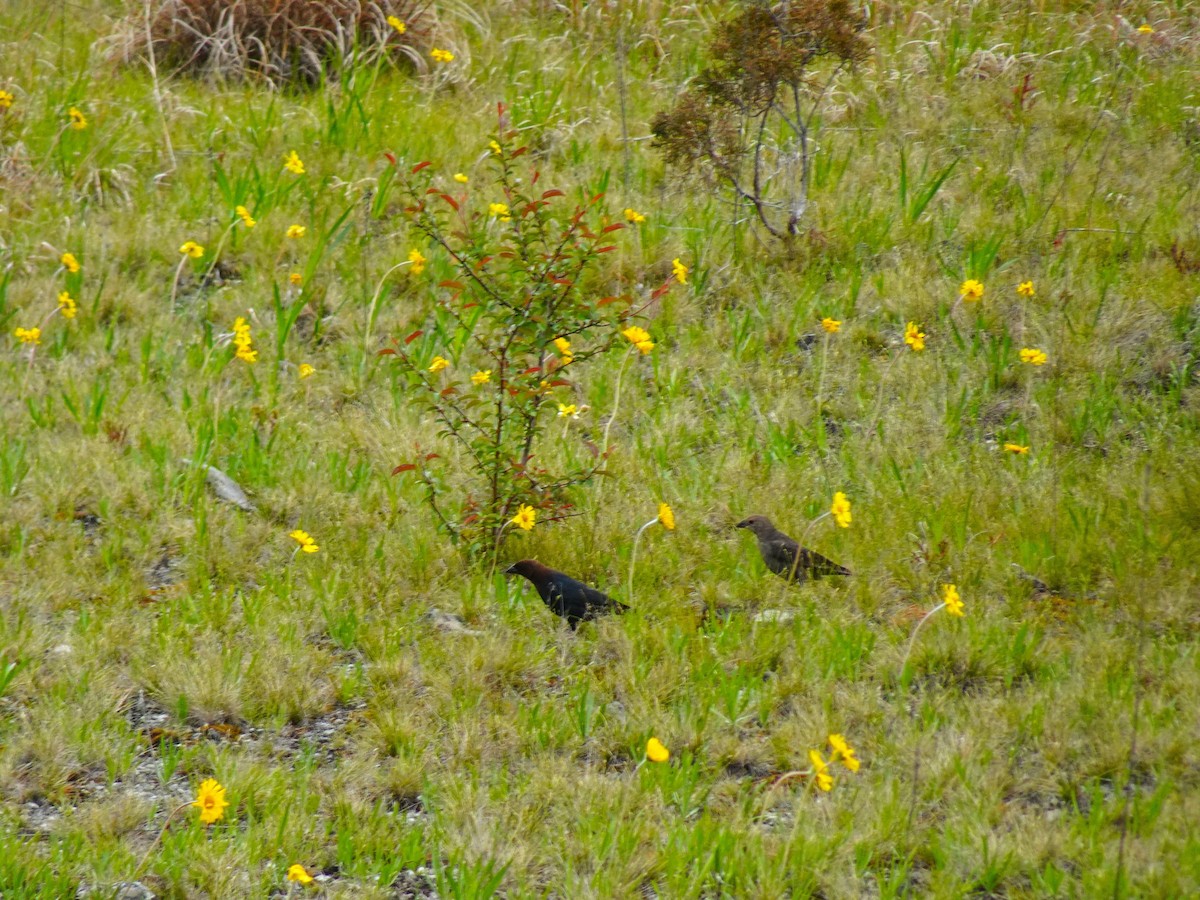 Brown-headed Cowbird - ami horowitz