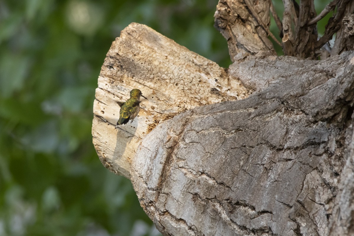 Ruby-throated Hummingbird - Kyle Nelson