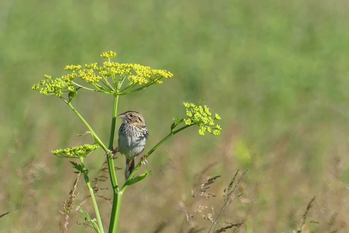 Henslow's Sparrow - Anonymous