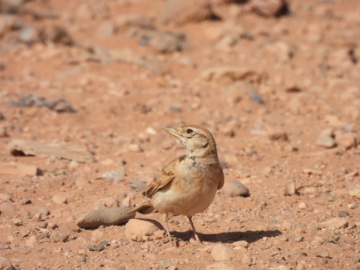 Greater Short-toed Lark - ML619580052