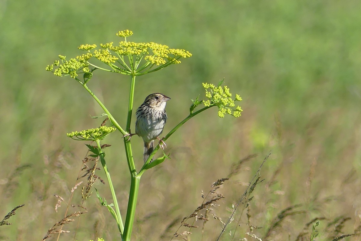 Henslow's Sparrow - Anonymous