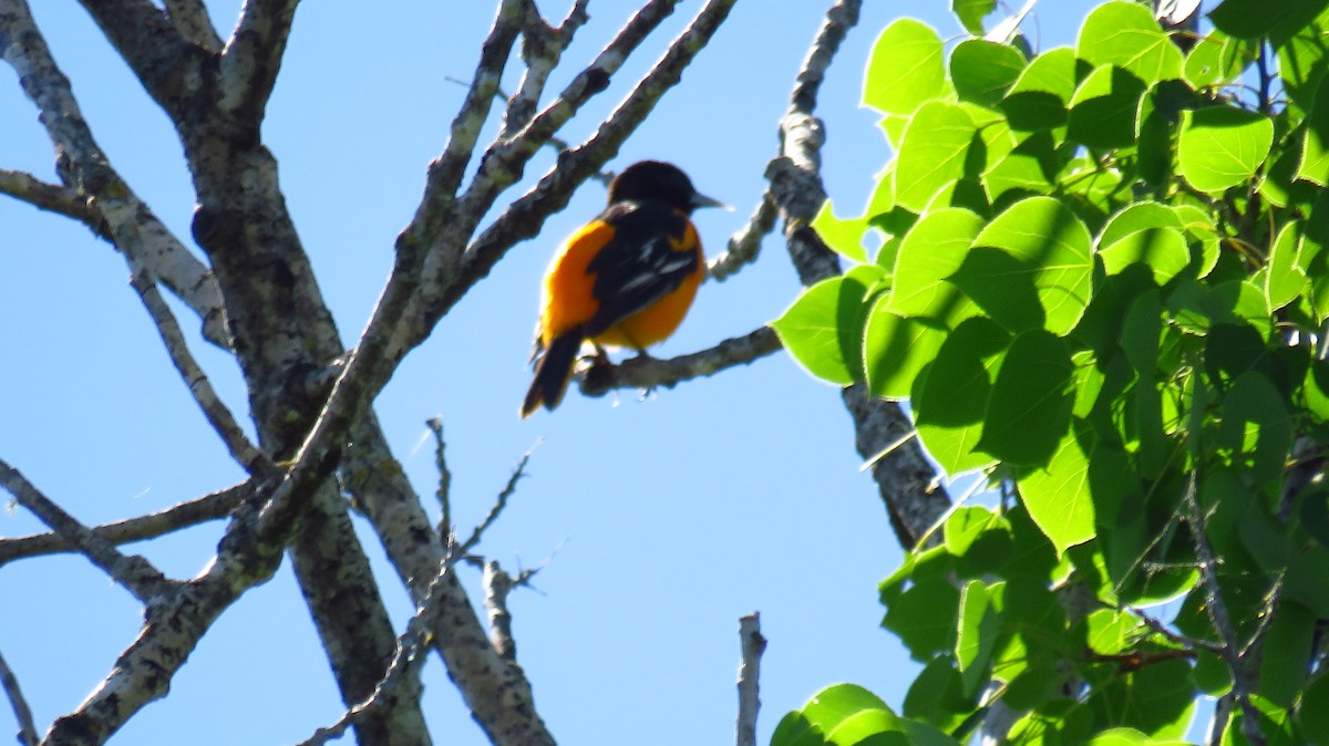 Baltimore Oriole - Peter Fraser