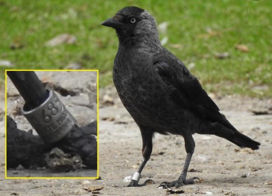 Eurasian Jackdaw - Jiří Šafránek