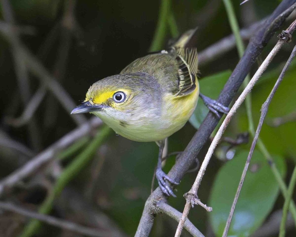 Ak Gözlü Vireo - ML619580070