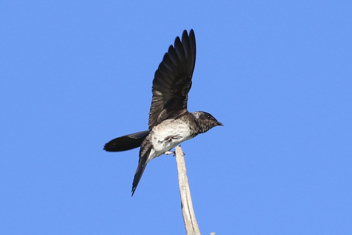 Purple Martin - ML619580073