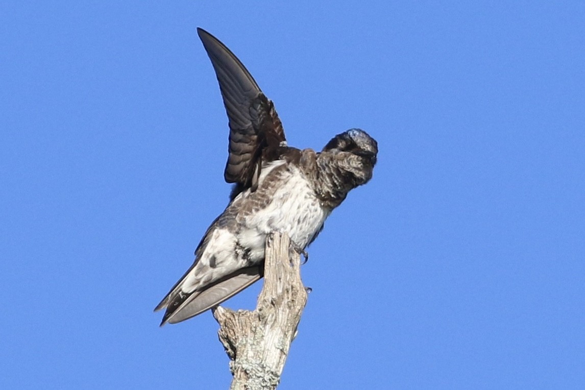 Purple Martin - ML619580075