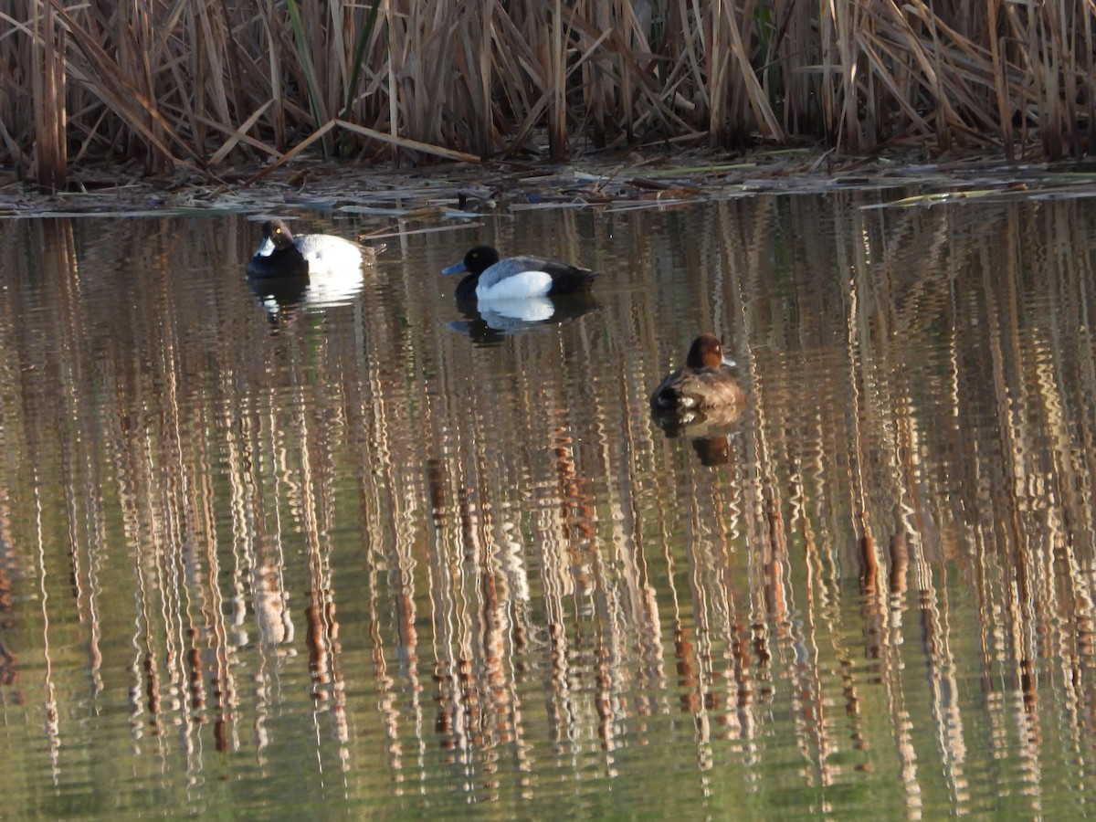 Lesser Scaup - George Halmazna