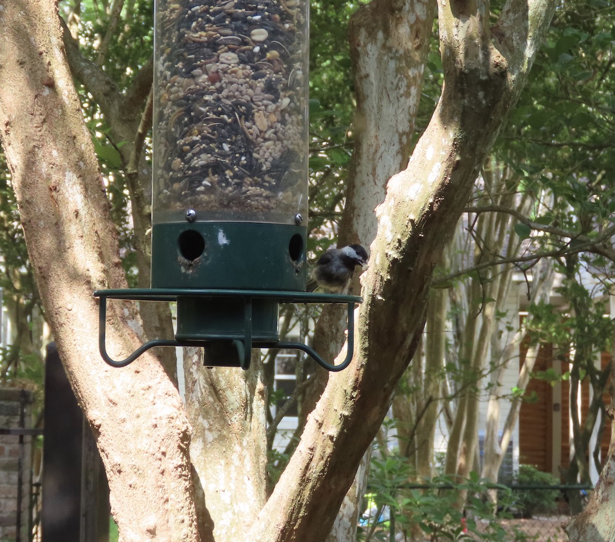 Carolina Chickadee - Susan Leake