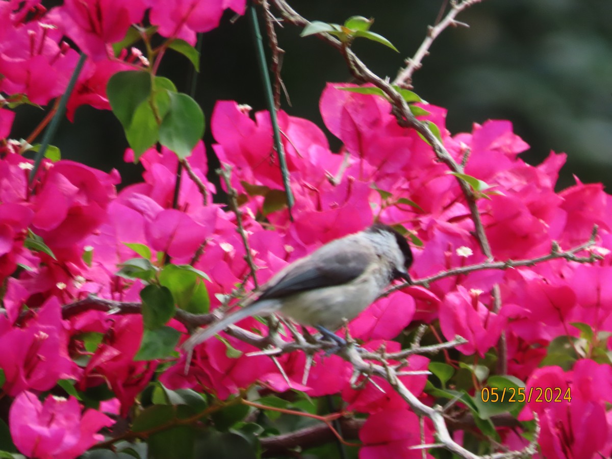 Carolina Chickadee - Susan Leake