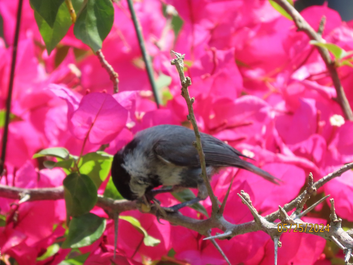 Carolina Chickadee - Susan Leake