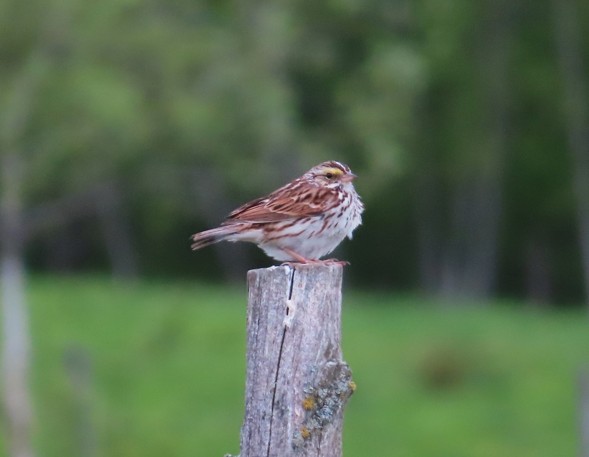 Savannah Sparrow - Chantal Labbé