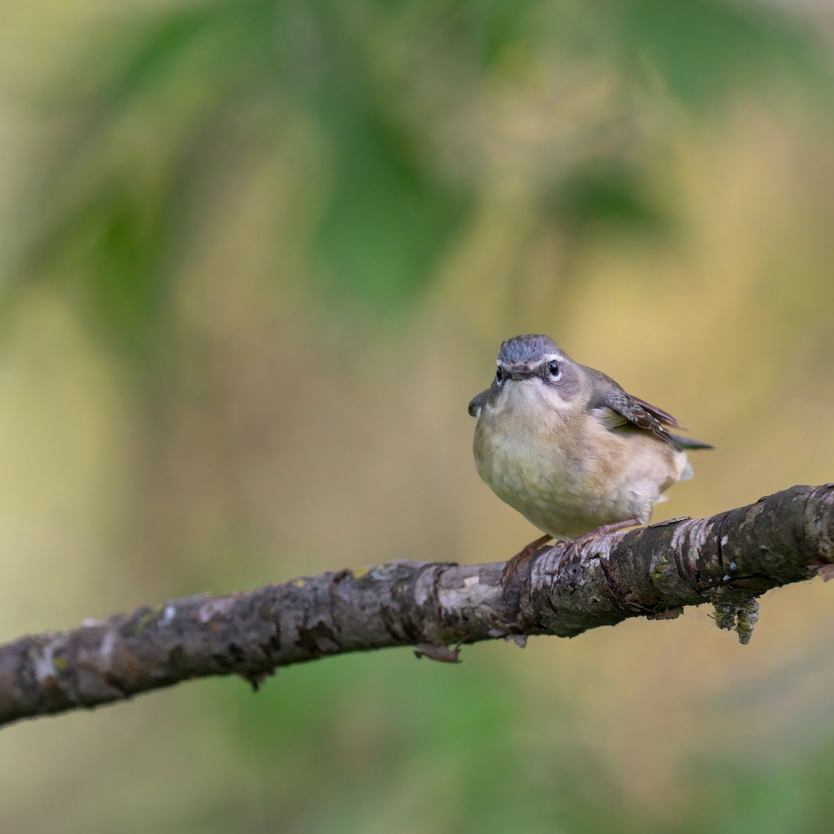 Black-throated Blue Warbler - Kelly Ballantyne