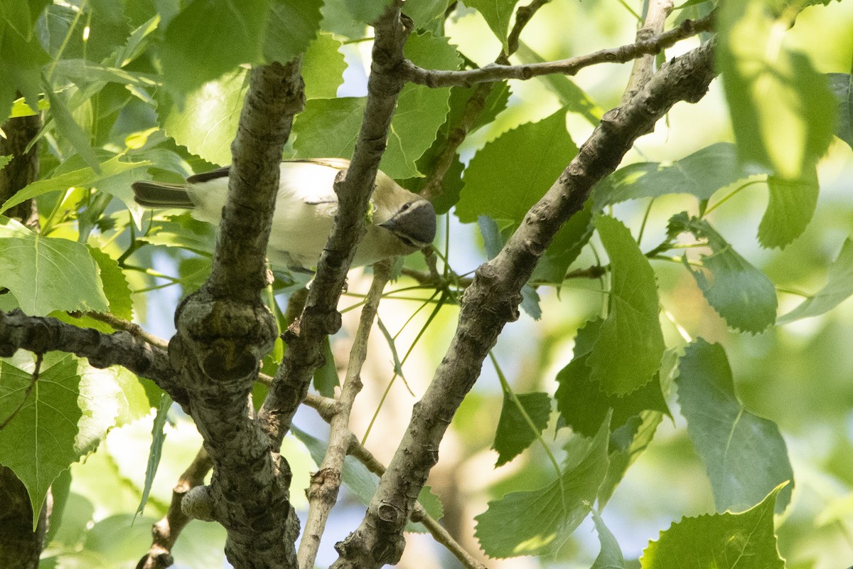 Red-eyed Vireo - Kyle Nelson