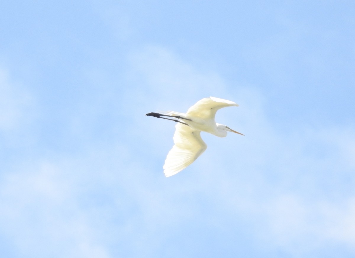 Great Egret - Carolyn Hinkle