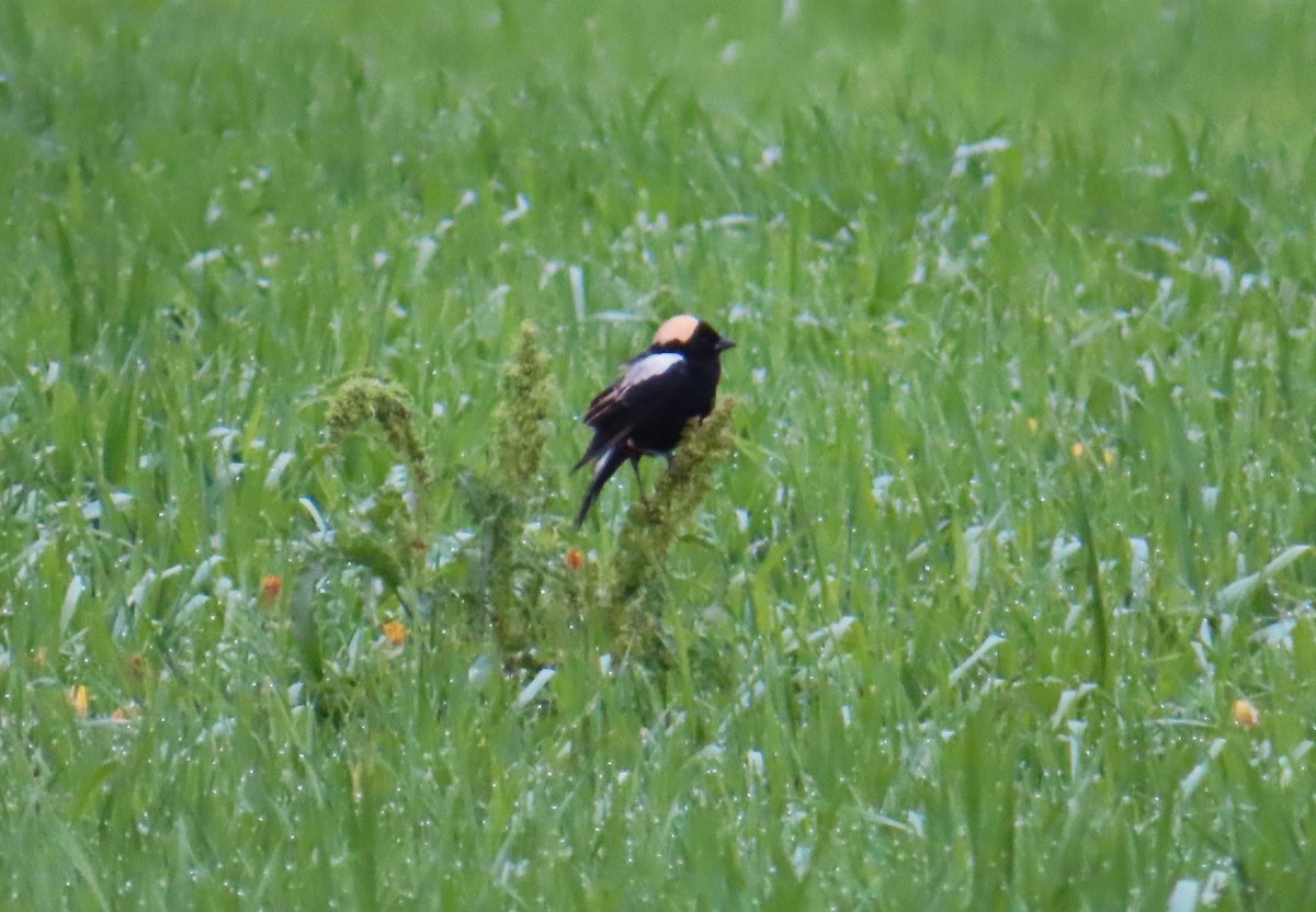 Bobolink - Chantal Labbé