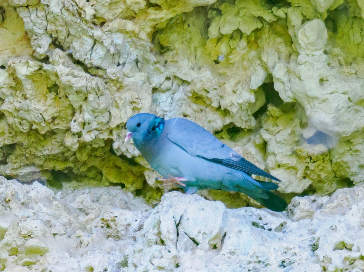 Stock Dove - Manuel Fernandez-Bermejo