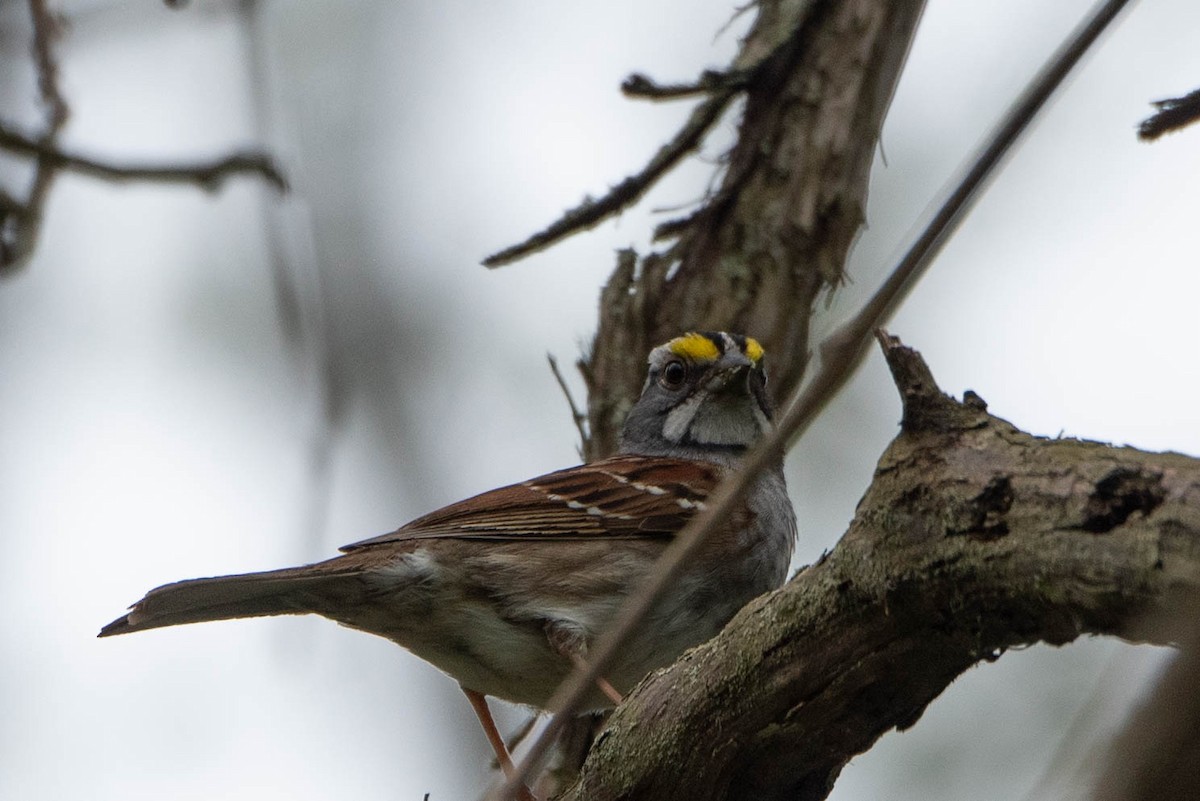 White-throated Sparrow - Andrea Heine