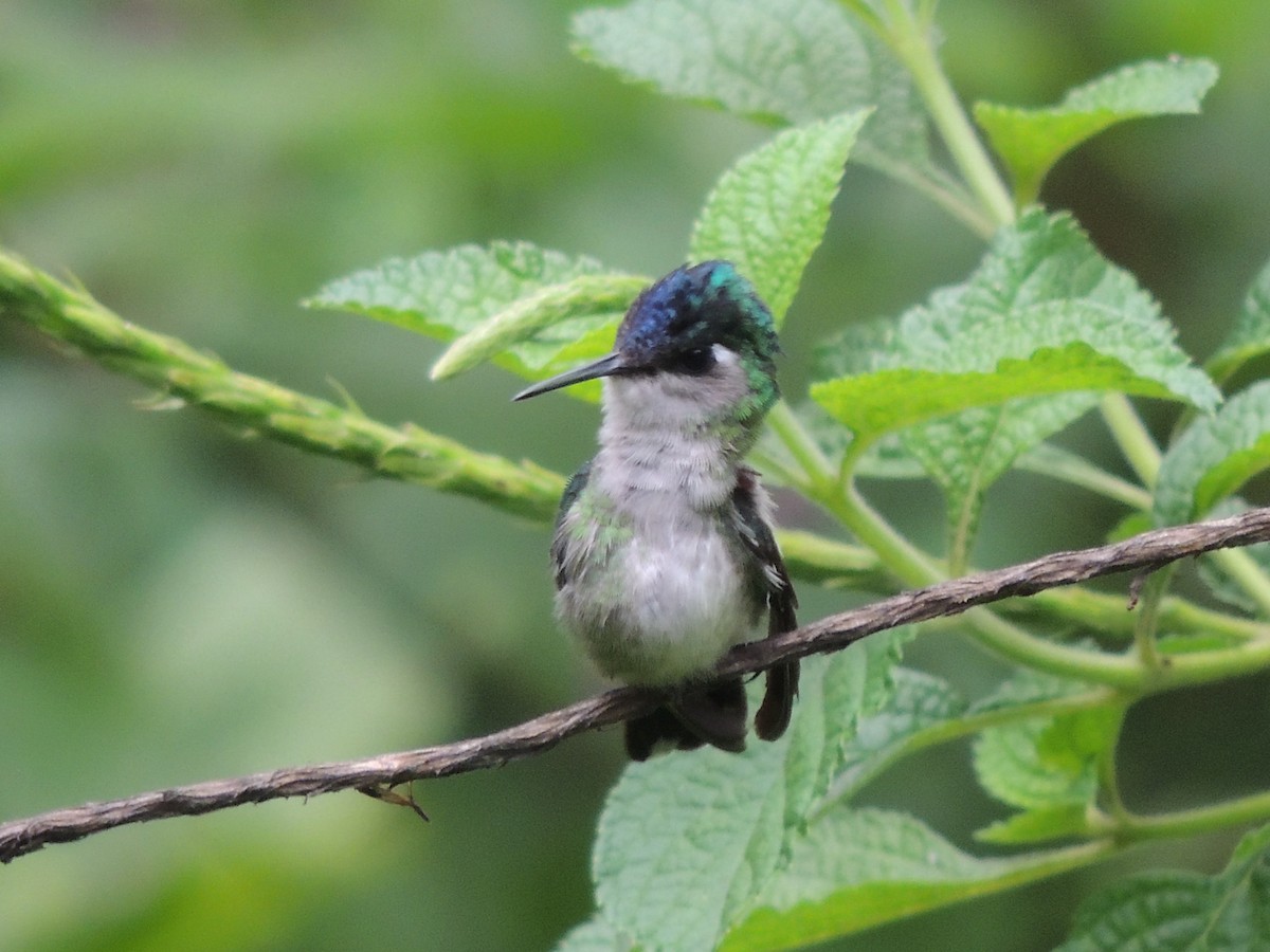 Violet-headed Hummingbird - Roger Lambert